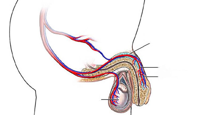 структурата на пениса