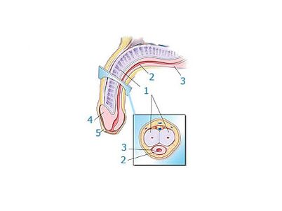 структура на пениса